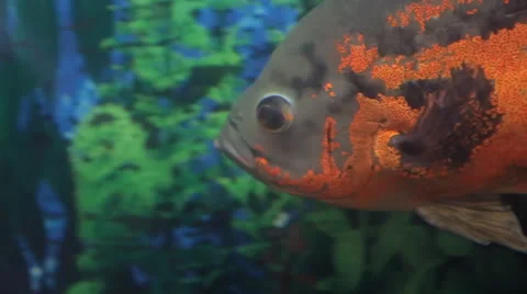 Fish in aquarium Stock Footage 23013796