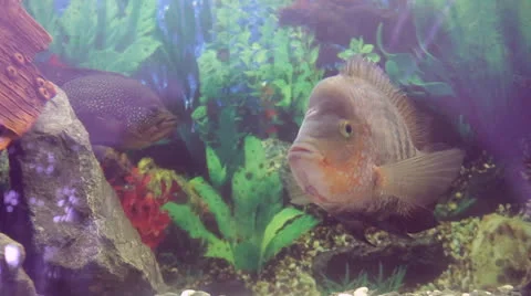 Fish in aquarium Stock Footage 23016286