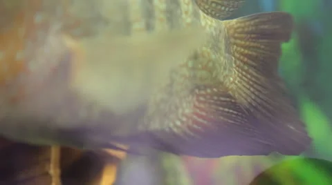 Fish in aquarium Stock Footage 23016303