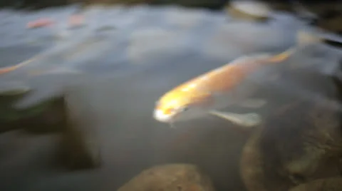 Fish in aquarium Stock Footage 23017472