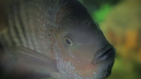 Fish in aquarium Stock Footage 23017915