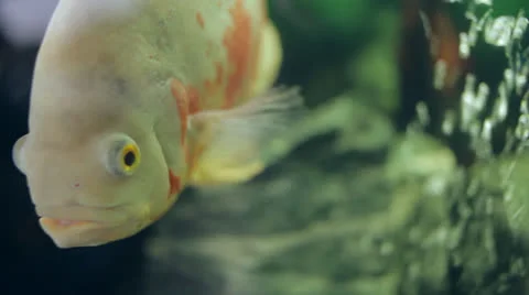 Fish in aquarium Stock Footage 23018470