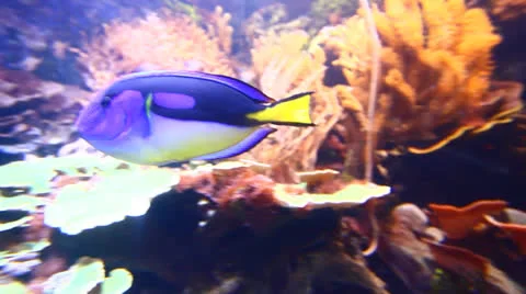 Fish in Aquarium Stock Footage 23715828