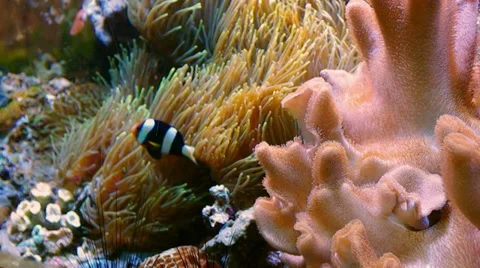 Fish in the aquarium Stock Footage 27230773