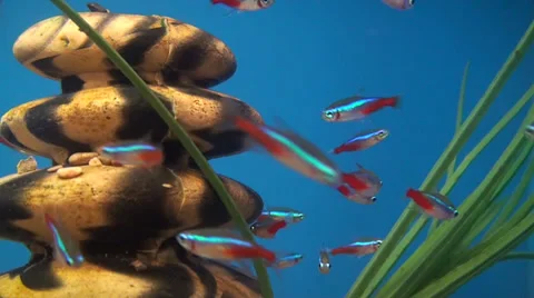 Fish Aquarium Stock Footage 29155202