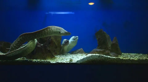 Fish in aquarium Stock Footage 33542519
