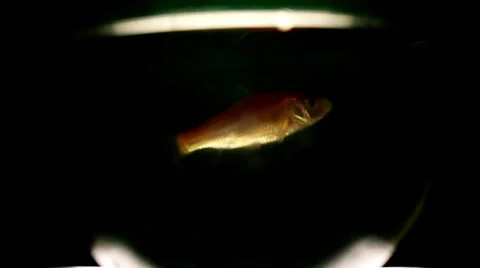 Fish in aquarium. Stock Footage 35740785