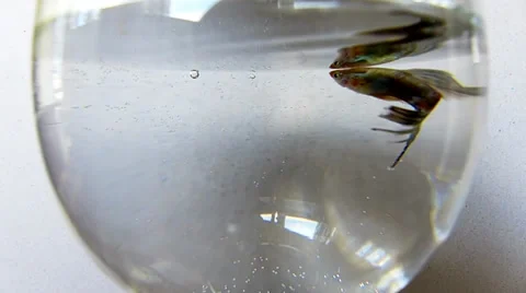 Fish in aquarium. Stock Footage 35741628