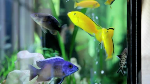 Fish in Aquarium Stock Footage 36053231