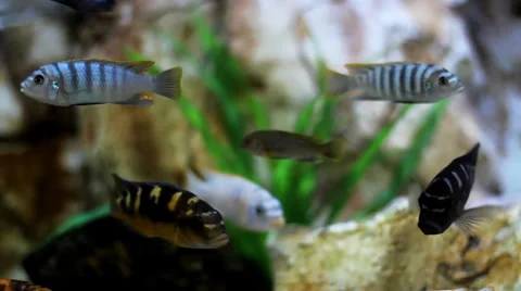 Fish in Aquarium Video stock 38277517