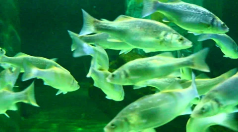 Fish in aquarium Stock Footage 39584858