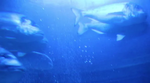 Fish aquarium Stock Footage 43455651