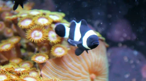 Fish in Aquarium Stock Footage 46517563