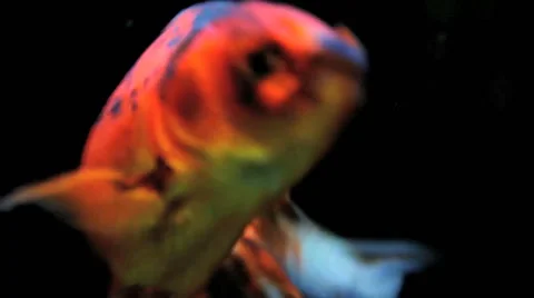 Fish in Aquarium Stock Footage 46517709