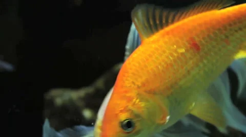 Fish in Aquarium Stock Footage 46517815