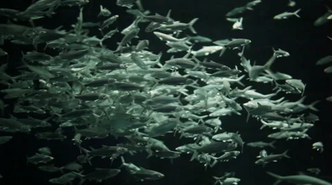 Fish in an aquarium Stock Footage 48984019