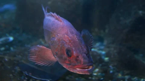 Fish in the aquarium Stock Footage 52004719