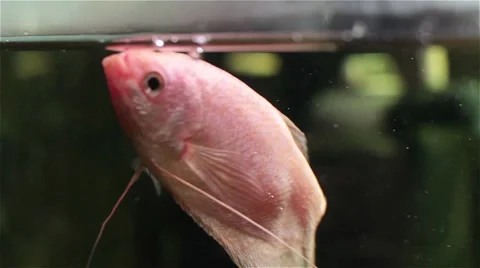 Fish in aquarium Video stock 54113144