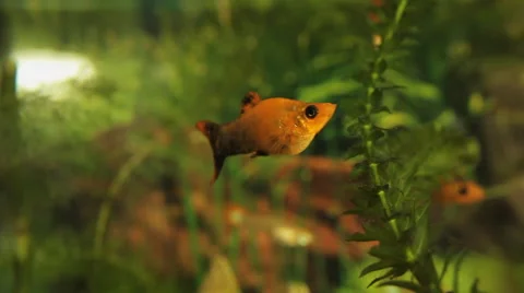 Fish In The Aquarium Stock Footage 56160777
