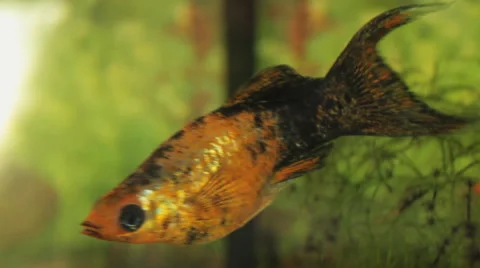 Fish In The Aquarium Stock Footage 56160778