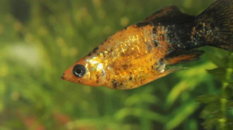 Fish In The Aquarium Stock Footage 56160788
