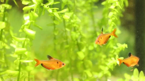 Fish in an aquarium Stock Footage 56179819
