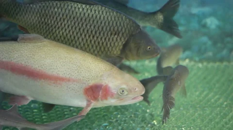 Fish in the aquarium Stock Footage 61565245