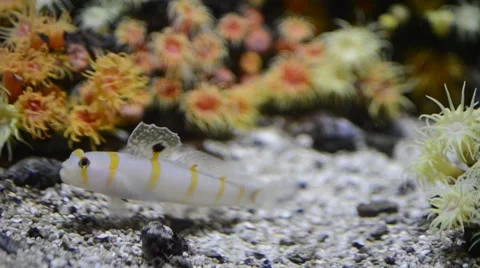 Fish in aquarium Stock Footage 66242802