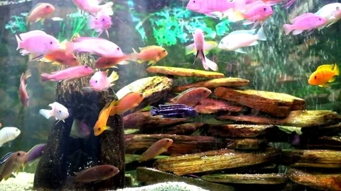 Fish in an aquarium Stock Footage 72752091