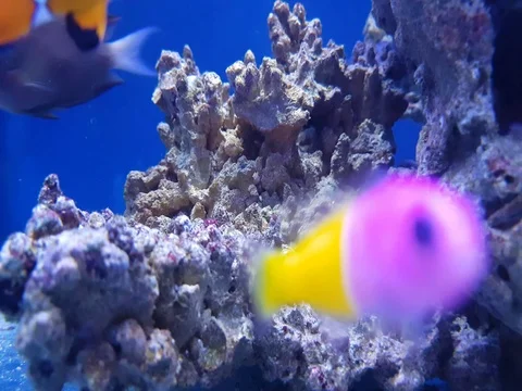 Fish in the aquarium Stock Footage 73138385