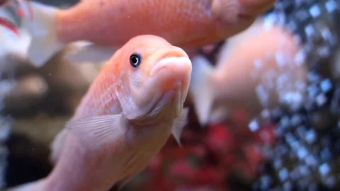 Fish in the aquarium Stockbeeldmateriaal 74103682