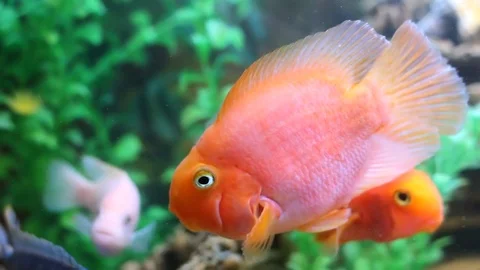 Fish in the aquarium Stockbeeldmateriaal 74103729