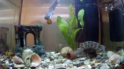 Fish in the aquarium 库存影片 74675813