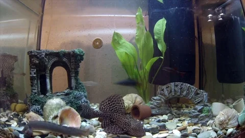 Fish in the aquarium 库存影片 74675978