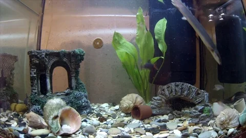 Fish in the aquarium 库存影片 74675991