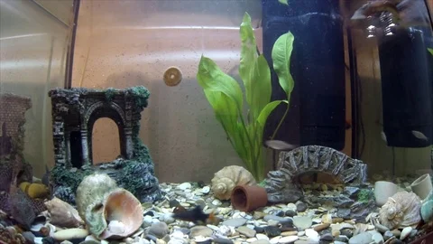 Fish in the aquarium 库存影片 74679985