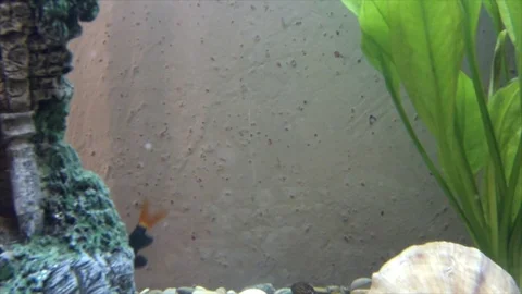 Fish in the aquarium 库存影片 74696861