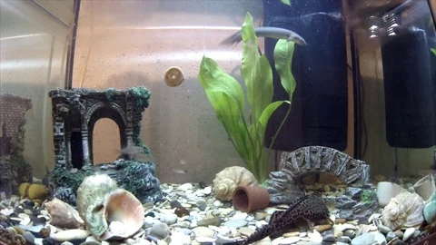 Fish in the aquarium 库存影片 74696885