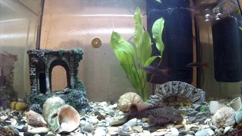 Fish in the aquarium 库存影片 74696892