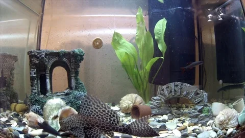 Fish in the aquarium 库存影片 74696908