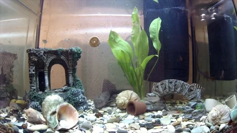 Fish in the aquarium 库存影片 74696909