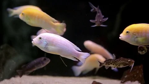 Fish In Aquarium Stock Footage 76657008