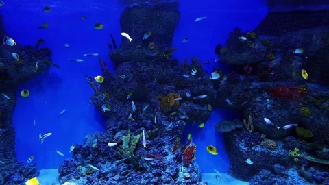 Fish in aquarium Stock Footage 77253157