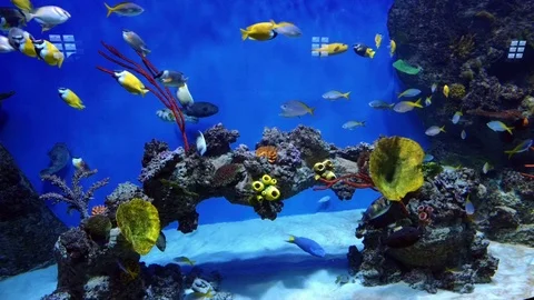 Fish in aquarium Stock-Footage 77577682