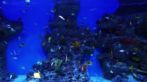 Fish in aquarium Stock Footage 77577703