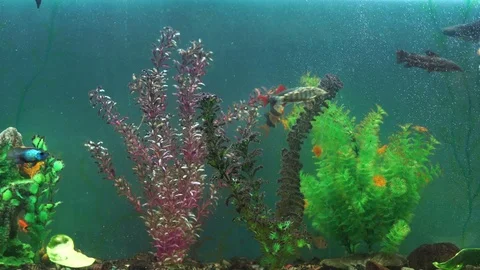 Fish In The Aquarium Stock Footage 78647518