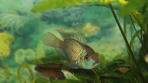 Fish in the Aquarium 库存影片 80489493