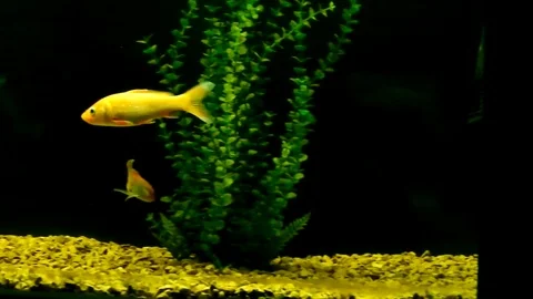 Fish in aquarium Stock Footage 82475717