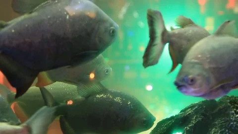 Fish in the aquarium Vídeos de archivo 83634529