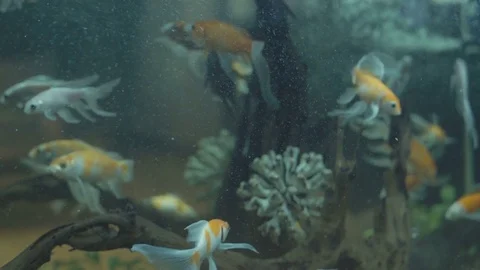 Fish in Aquarium Stock Footage 84741102